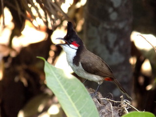 red-whiskered bulbul