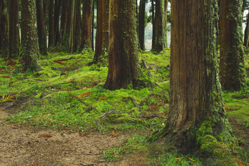 mystic green forest ground with roots on Soa Miguel, Azores, Portugal
