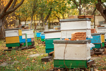 Apiary with wooden old beehives in fall. Preparing bees for wintering. Autumn flight of bees before frosts. Warm weather in apiary in fall.