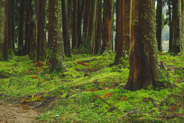 mystic green forest ground with roots on Soa Miguel, Azores, Portugal