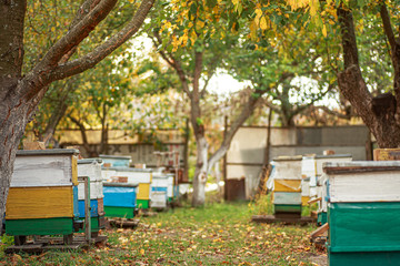 Apiary with wooden old beehives in fall. Preparing bees for wintering. Autumn flight of bees before frosts. Warm weather in apiary in fall.
