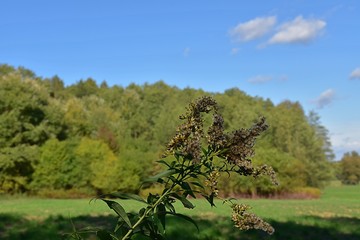 Kwiaty polne ,jesien © Iwona