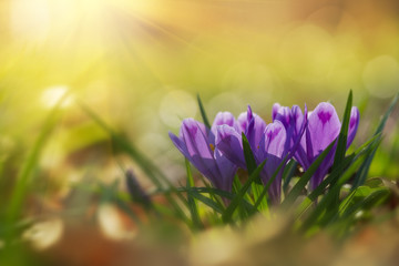 Fairytale sunlight on spring flower crocus. View of magic blooming spring flowers crocus growing in wildlife. Majestic colors of spring flower crocus