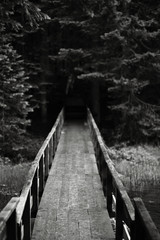 bridge into the forest