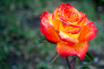 Rose with yellow and orange mixture in the Latin American outdoor garden, aromatic onamental plant
