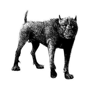recommend clip art: Monster dog illustration. Fantasy hound drawing.