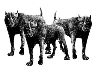Monster dogs illustration. Fantasy hound drawing.