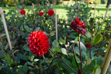 rote seerosen dahlie