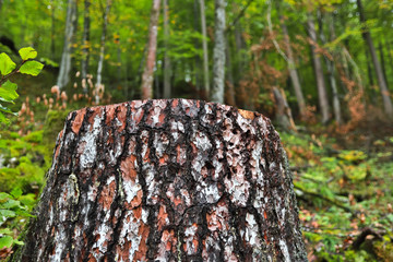 a tree trunk in an autumn forest