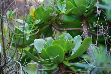 Flowers are growing in stonewalls