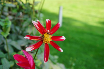 rot weße kleine Dahlie
