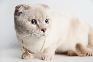 beige Scottish Fold on a white background