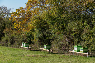 Bienenkästen auf Wiese © focus finder