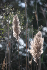 Naklejka premium pampus grass at sunset landscape