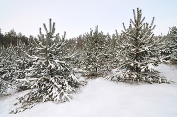 Young snowy Christmas trees grow in a forest