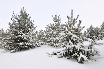 Forest fragment Snow-covered green fluffy fir