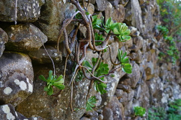 Flowers at the wall