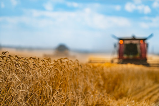 Corn in field closeup. Red grain harvesting combine in a sunny day in a blurred background . Yellow field with grain. Agricultural technic works in field.