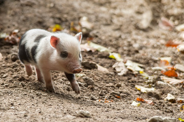 Hanging bellied pig babies play in the mud