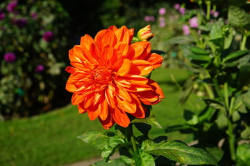 orange rote Dahlien