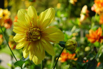 gelbe Blume im Garten Dahlie
