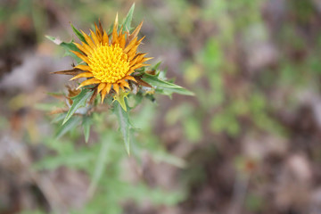 Close-up shot of the center of the Carline thistle yellow plant. Blurred background.