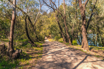 A dirt road through a forest of gum trees in a park.