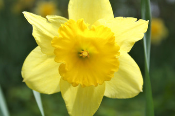 yellow daffoldil