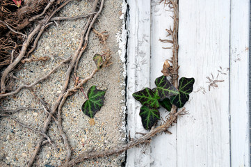 ivy on a wall