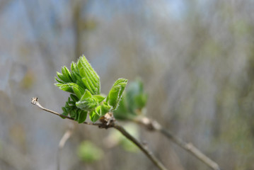 Green first spring black elderberry (Sambucus) leaves on twig, blurry background