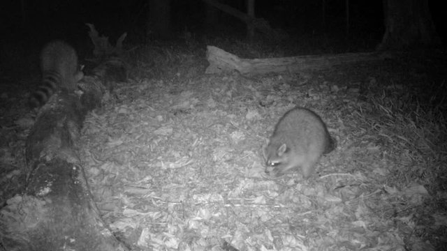 wild raccoon looking for food at night