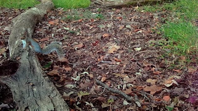 grey squirrel on wood log