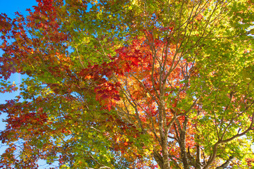 紅葉