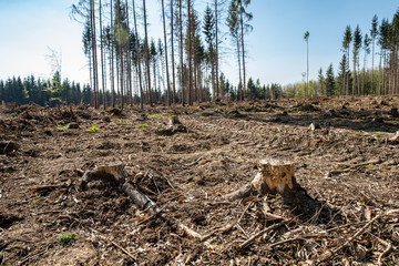 forest attacked by bark beetle. felled trees