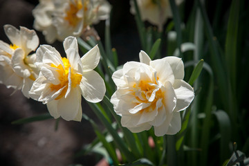 Obraz na płótnie Canvas Yellow and white daffodil