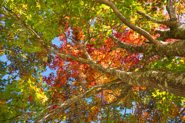 紅葉