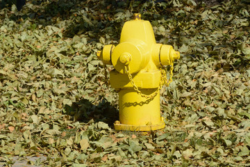 Yellow fire hydrant among autumn fallen yellow dry leaves in unraked yard