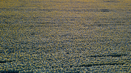 Aerial view of sunflower field in summer sunset