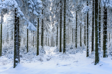 Fototapeta premium Verschneite Bäume auf dem Feldberg