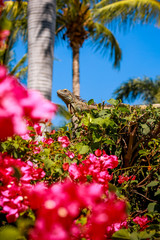 iguana in the flowers