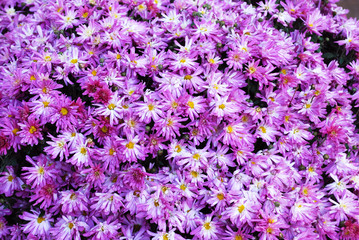 many shallow pink chrysanthemums
