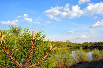 Landscape with lake, willows and pine forest on bank, pine branches close up detail, blue cloudy sky, sunny day