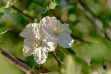 Zwei Apfelblüten