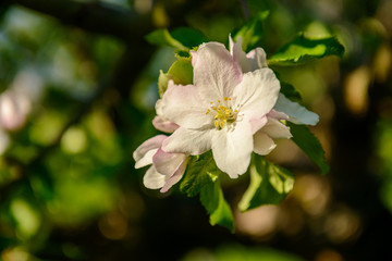 Apfelblüte mit aufgehender Knospe
