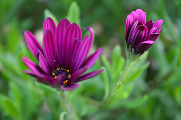 Obraz premium Beautiful Dimorphotheca, purple flower close up