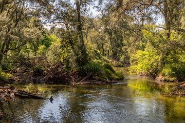 A creek running through a forest of green trees in the sunshine.
