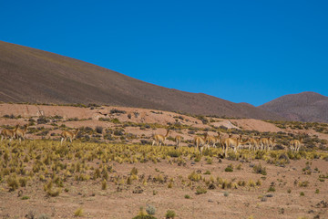 The Vigogne on the Bolivian plateau