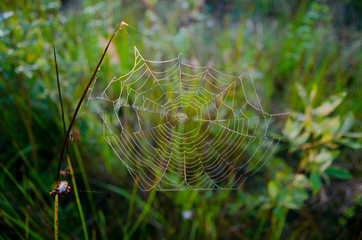 spider on web