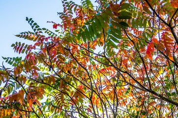Herbstliche Bl&auml;tter des G&ouml;tterbaums