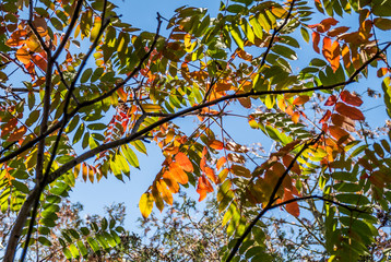 Herbstliche Blätter des Götterbaums